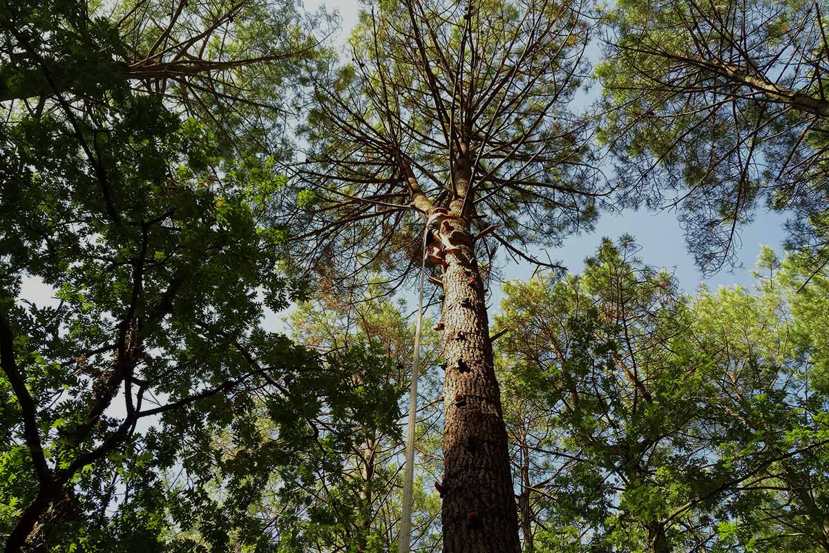 Mur d'escalade et escald'arbre à Biscarosse dans les Landes