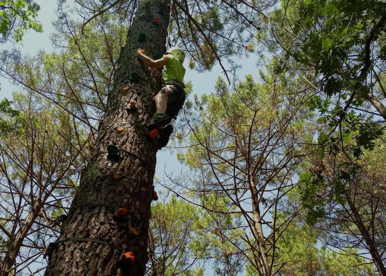 escalade d'arbre landes