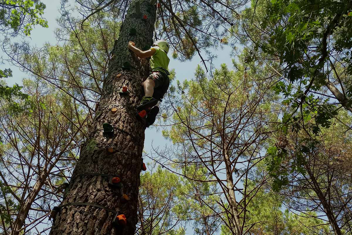 escalade d'arbre landes