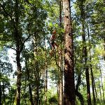 grimpe d'arbre bassin arcachon