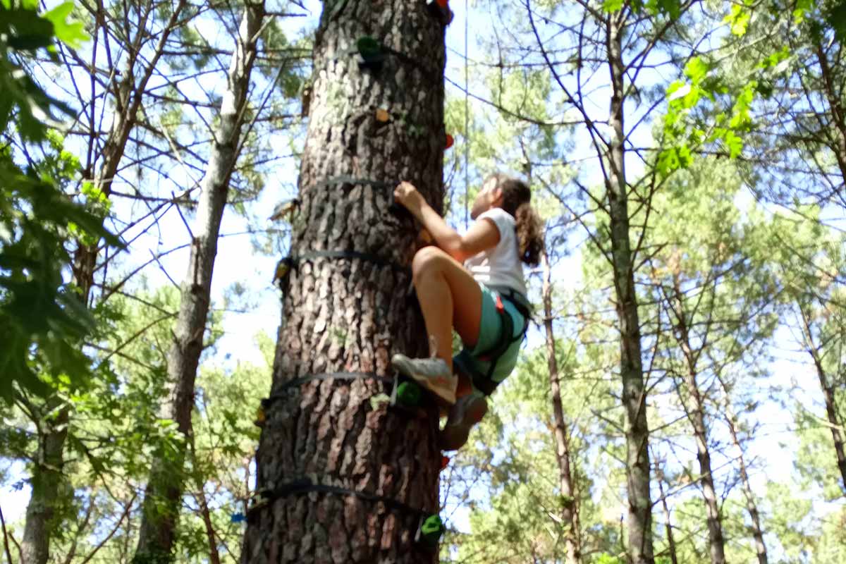 escalade d'arbre yakocean