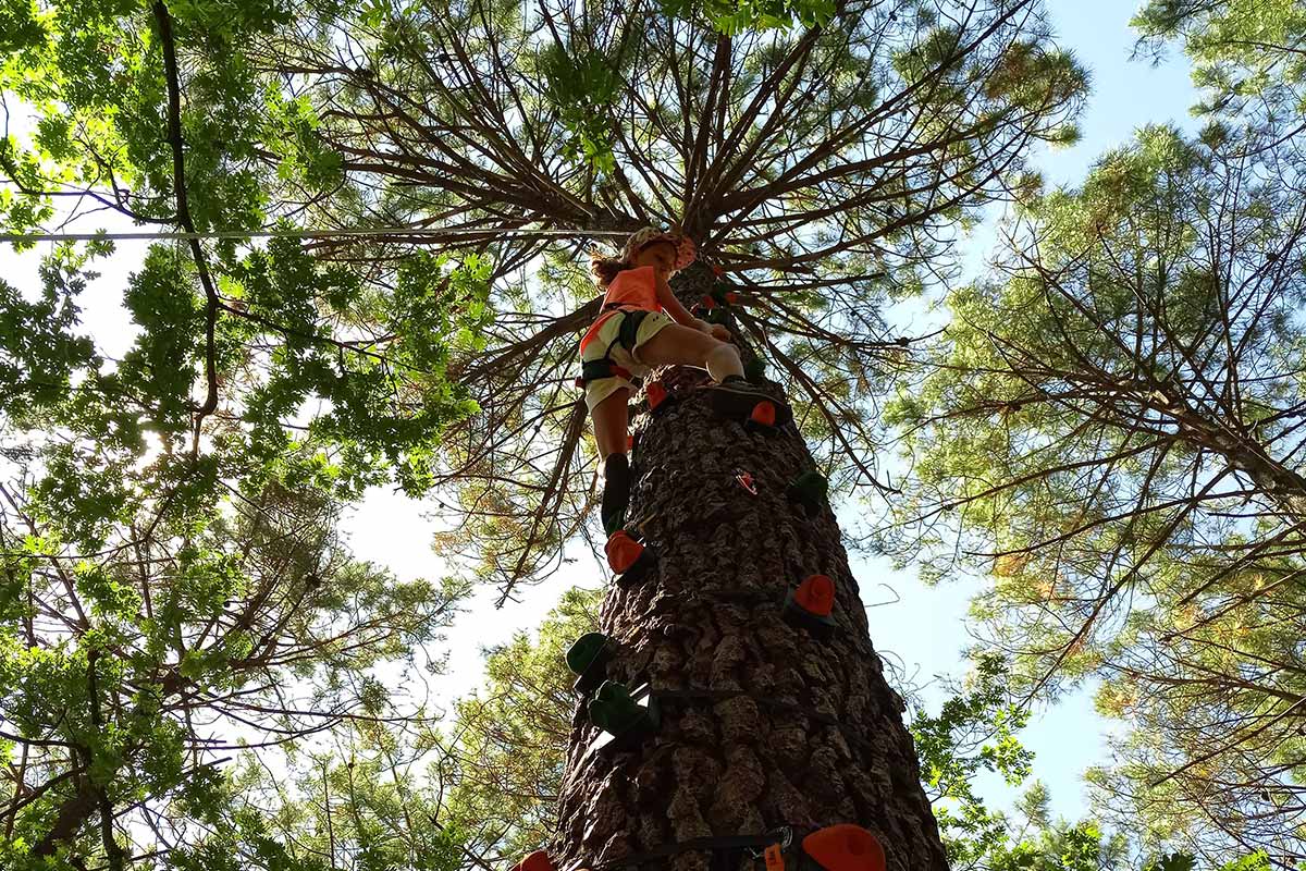 escalade d'arbre yakocean